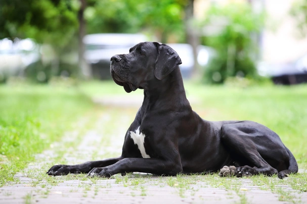 Německá doga Dogs Informace - velikost, povaha, délka života & cena | iFauna