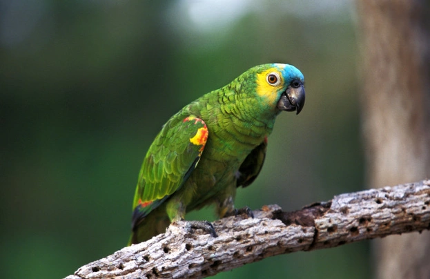Amazoňan modročelý Birds Informace - velikost, povaha, délka života & cena | iFauna
