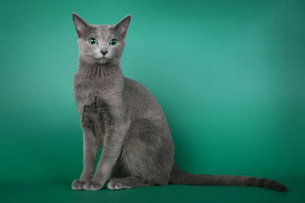 Ruská modrá kočka Cats Informace - velikost, povaha, délka života & cena | iFauna