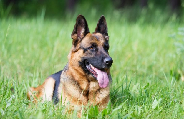 German Shepherd Dogs Breed - Information, Temperament, Size & Price | Pets4Homes