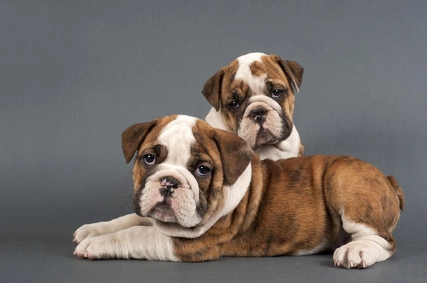 English Bulldog Dogs Breed - Information, Temperament, Size & Price | Pets4Homes