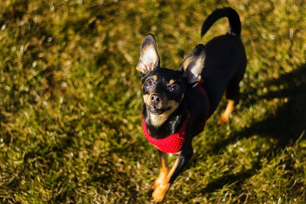 English Toy Terrier Dogs Raza | Datos, Aspectos destacados y Consejos de compra | MundoAnimalia