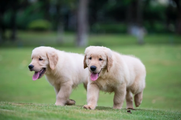 Golden Retriever Dogs Ras: Karakter, Levensduur & Prijs | Puppyplaats