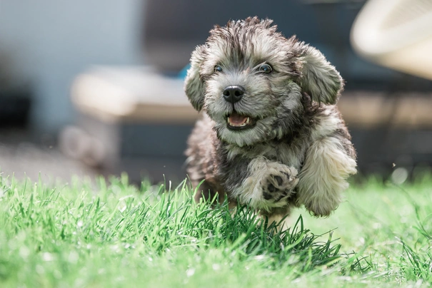 Dandie Dinmont Terrier Dogs Breed - Information, Temperament, Size & Price | Pets4Homes
