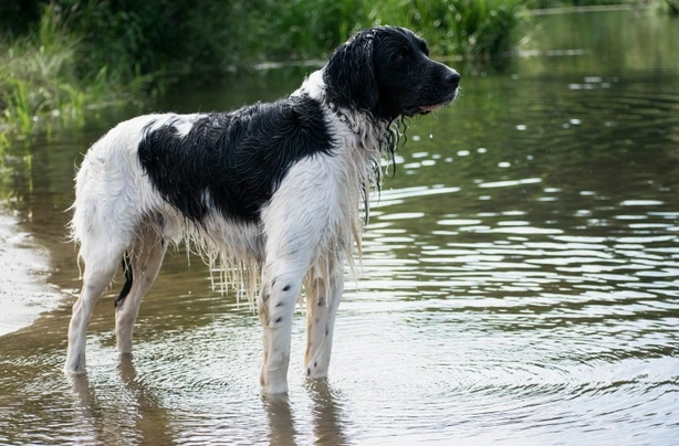 Velký münsterlandský ohař Dogs Informace - velikost, povaha, délka života & cena | iFauna