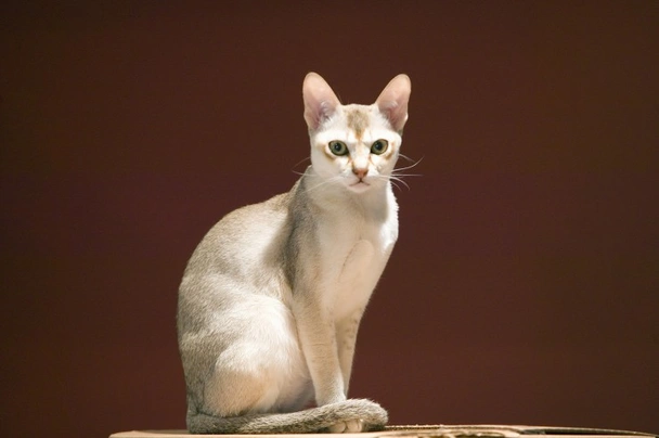 Singapura Cats Breed | Facts, Information and Advice | Pets4Homes