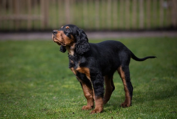 Gordon Setter Dogs Breed - Information, Temperament, Size & Price | Pets4Homes