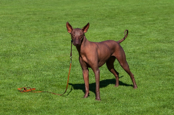 Xoloitzcuintle Dogs Raza - Características, Fotos & Precio | MundoAnimalia