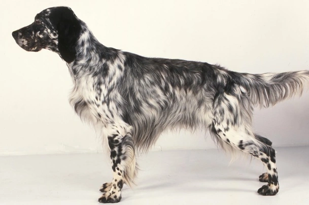 English Setter Dogs Breed - Information, Temperament, Size & Price | Pets4Homes