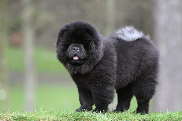 Chow Chow Dogs Ras: Karakter, Levensduur & Prijs | Puppyplaats