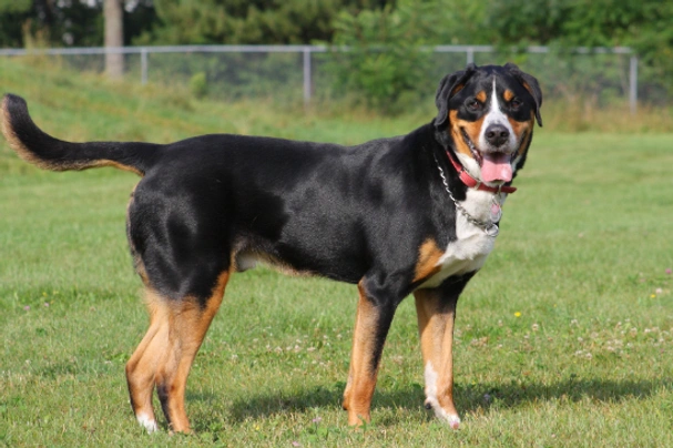 Greater Swiss Mountain Dog Dogs Breed - Information, Temperament, Size & Price | Pets4Homes