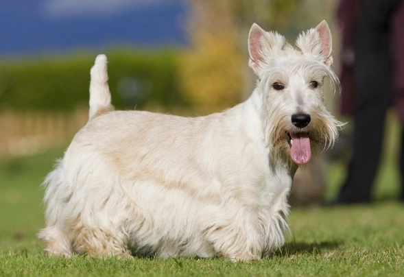 Scottish Terrier Dogs Raza - Características, Fotos & Precio | MundoAnimalia