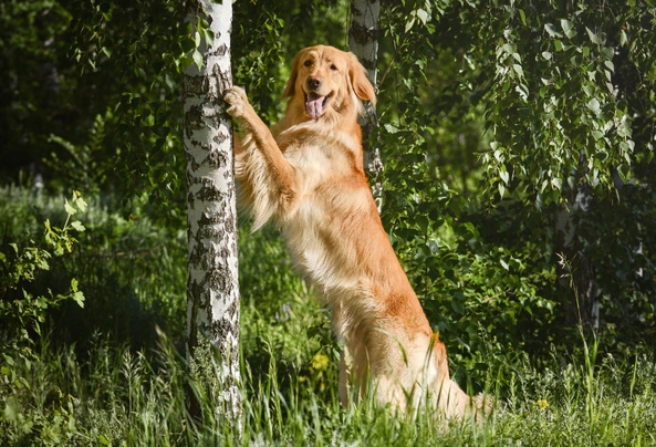 Hovawart Dogs Informace - velikost, povaha, délka života & cena | iFauna