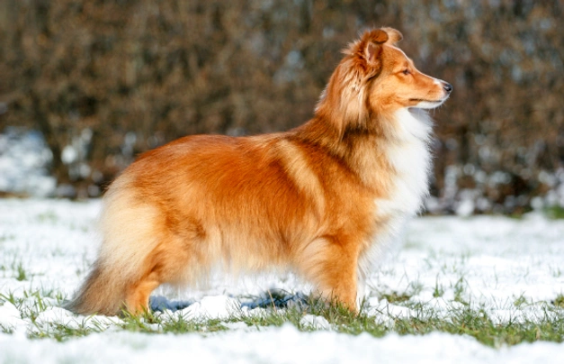 Perro Pastor de las Shetland Dogs Raza - Características, Fotos & Precio | MundoAnimalia