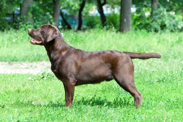 Chocolate lab hot sale temperament