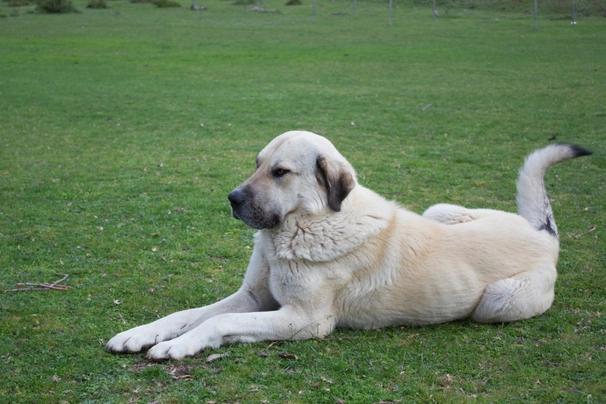 Anatolian Shepherd Dogs Breed - Information, Temperament, Size & Price | Pets4Homes