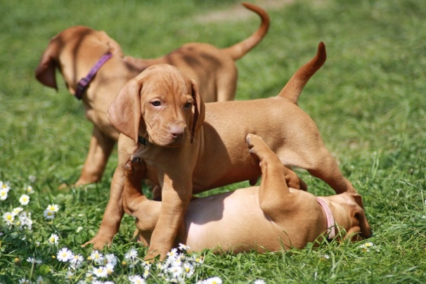 Vizsla Dogs Raza - Características, Fotos & Precio | MundoAnimalia