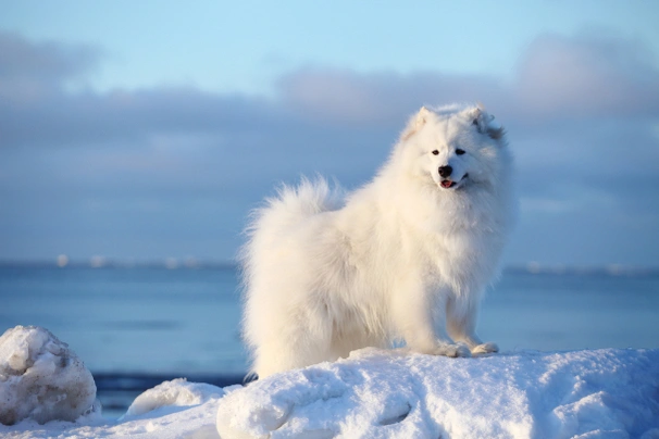 Samoyed Dogs Breed - Information, Temperament, Size & Price | Pets4Homes