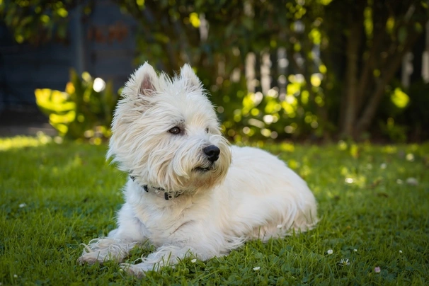 White terrier hot sale price