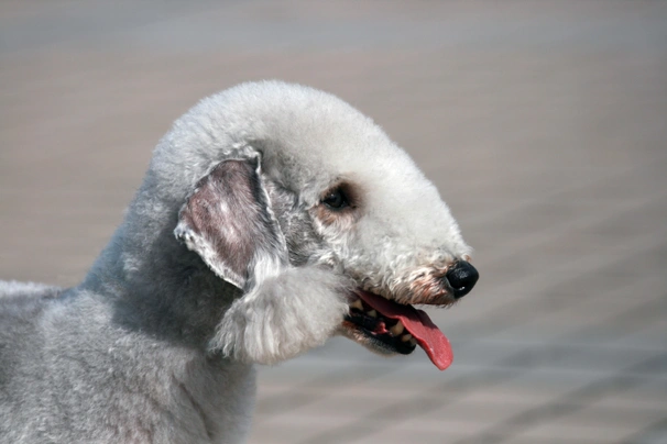 Bedlington teriér Dogs Plemeno / Druh: Povaha, Délka života & Cena | iFauna