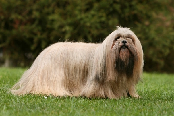 Lhasa Apso Dogs Informace - velikost, povaha, délka života & cena | iFauna