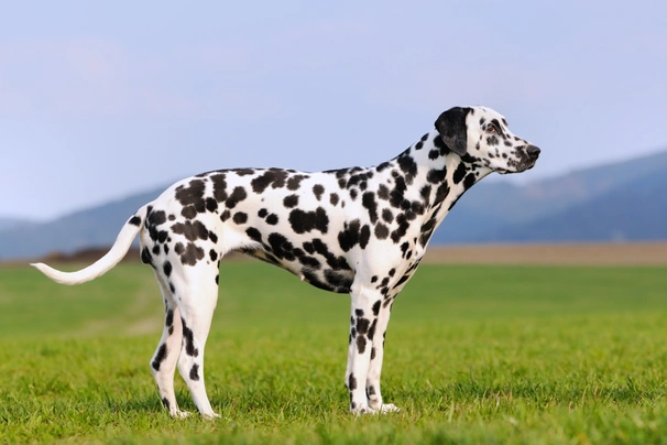 Dalmatin Dogs Plemeno / Druh: Povaha, Délka života & Cena | iFauna