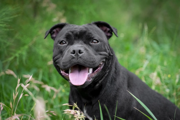 Americký stafordšírský teriér Dogs Informace - velikost, povaha, délka života & cena | iFauna