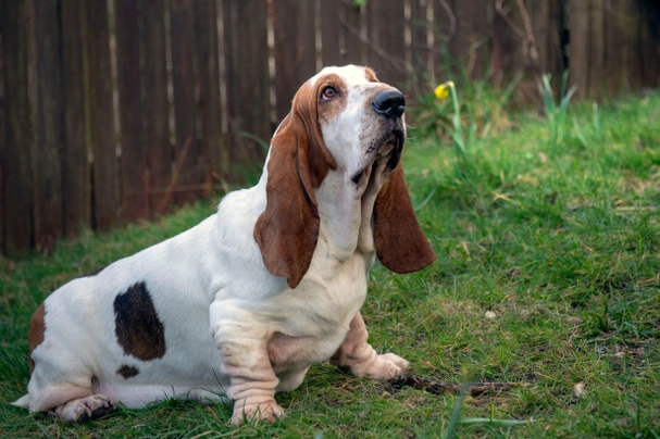 existen diferentes tipos de basset hound