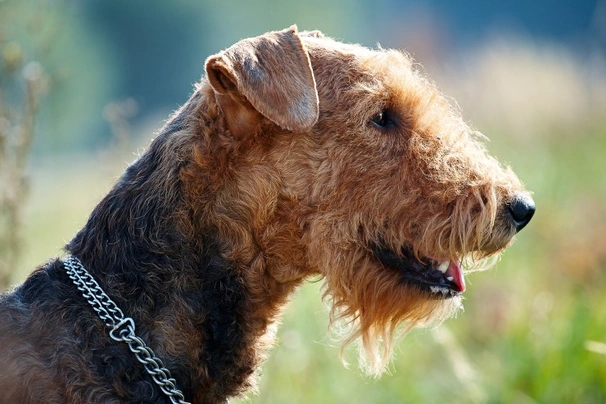 Airedale best sale terrier head