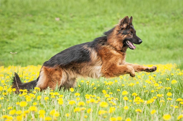 Německý ovčák Dogs Plemeno / Druh: Povaha, Délka života & Cena | iFauna