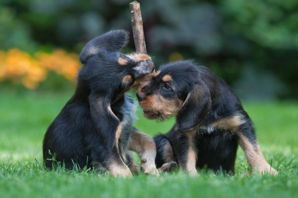 Vydrař Dogs Informace - velikost, povaha, délka života & cena | iFauna