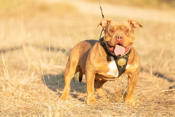 American Bully Dog Breed Facts & Information