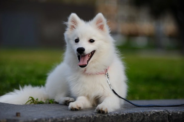 como cuidar a un perro spitz japones