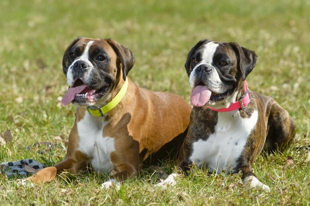 Boxer Dogs Razza - Prezzo, Temperamento & Foto | AnnunciAnimali