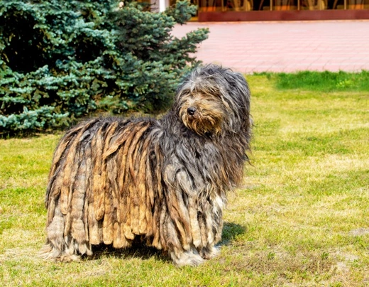 Cane da Pastore Bergamasco Dogs Razza - Prezzo, Temperamento & Foto | AnnunciAnimali