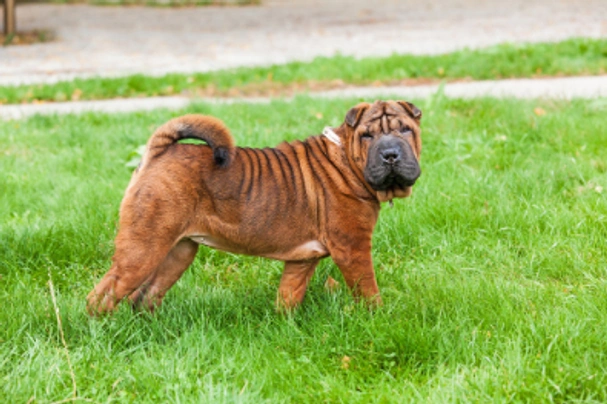 Shar Pei Dogs Raza - Características, Fotos & Precio | MundoAnimalia