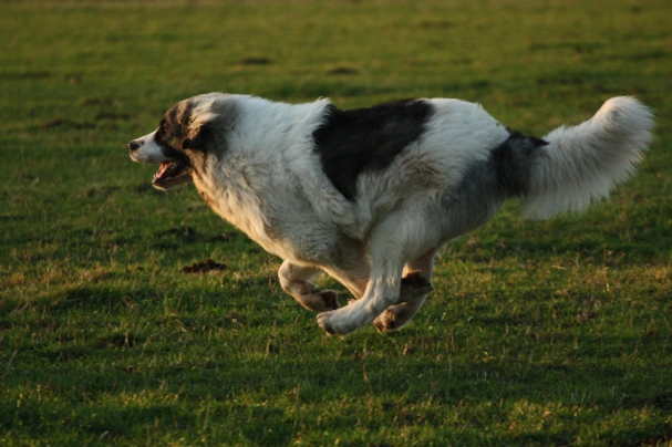 Pyrenejský mastin Dogs Informace - velikost, povaha, délka života & cena | iFauna