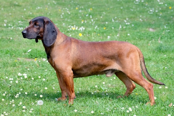 Bavarian Mountain Hound Dogs Breed - Information, Temperament, Size & Price | Pets4Homes