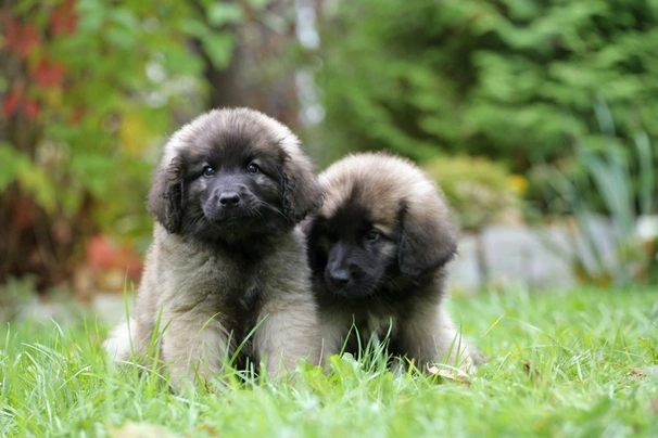 Leonberger Honden Ras: Karakter, Levensduur & Prijs | Puppyplaats