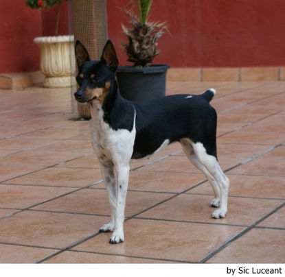 Gos Rater Valencià Dogs Raza - Características, Fotos & Precio | MundoAnimalia