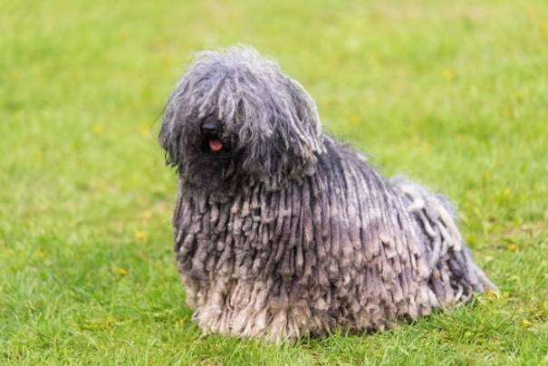 Puli Dogs Ras: Karakter, Levensduur & Prijs | Puppyplaats