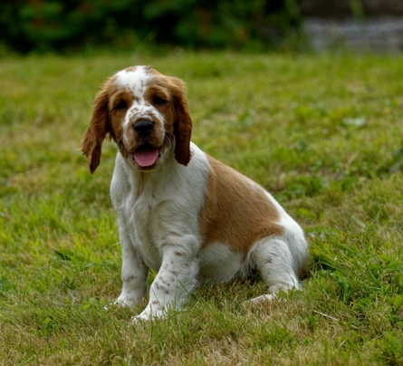 Welsh springer spaniel puppies clearance cost