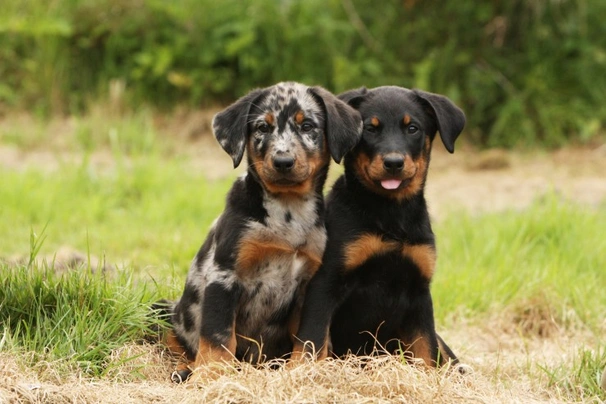 Beauceron Dogs Plemeno / Druh: Povaha, Délka života & Cena | iFauna