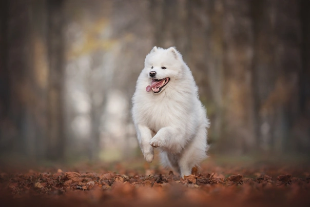 Samojed Dogs Informace - velikost, povaha, délka života & cena | iFauna