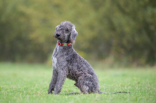 Bedlington Terrier Dogs Razza - Prezzo, Temperamento & Foto | AnnunciAnimali