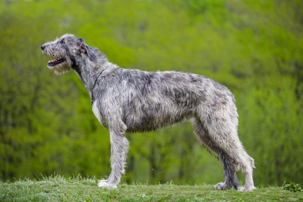 Red wheaten 2024 irish wolfhound