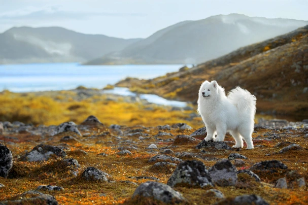 Samojed Dogs Informace - velikost, povaha, délka života & cena | iFauna