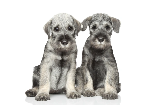 Miniature Schnauzer Dog Breed Information