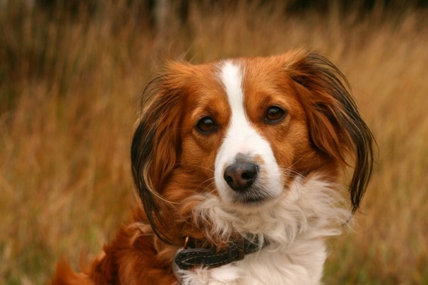 Pequeño Perro Holandes para la Caza Acuática Dogs Raza | Datos, Aspectos destacados y Consejos de compra | MundoAnimalia
