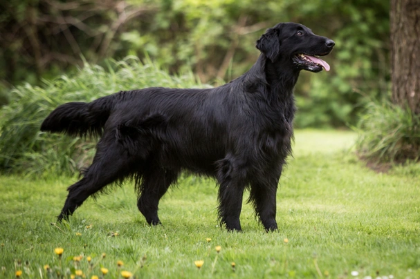 Flat-Coated Retriever Dogs Raza - Características, Fotos & Precio | MundoAnimalia